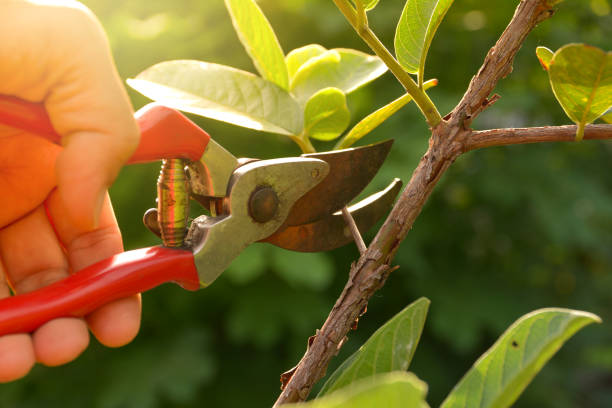 Best Lawn Watering Services  in Stiles, PA